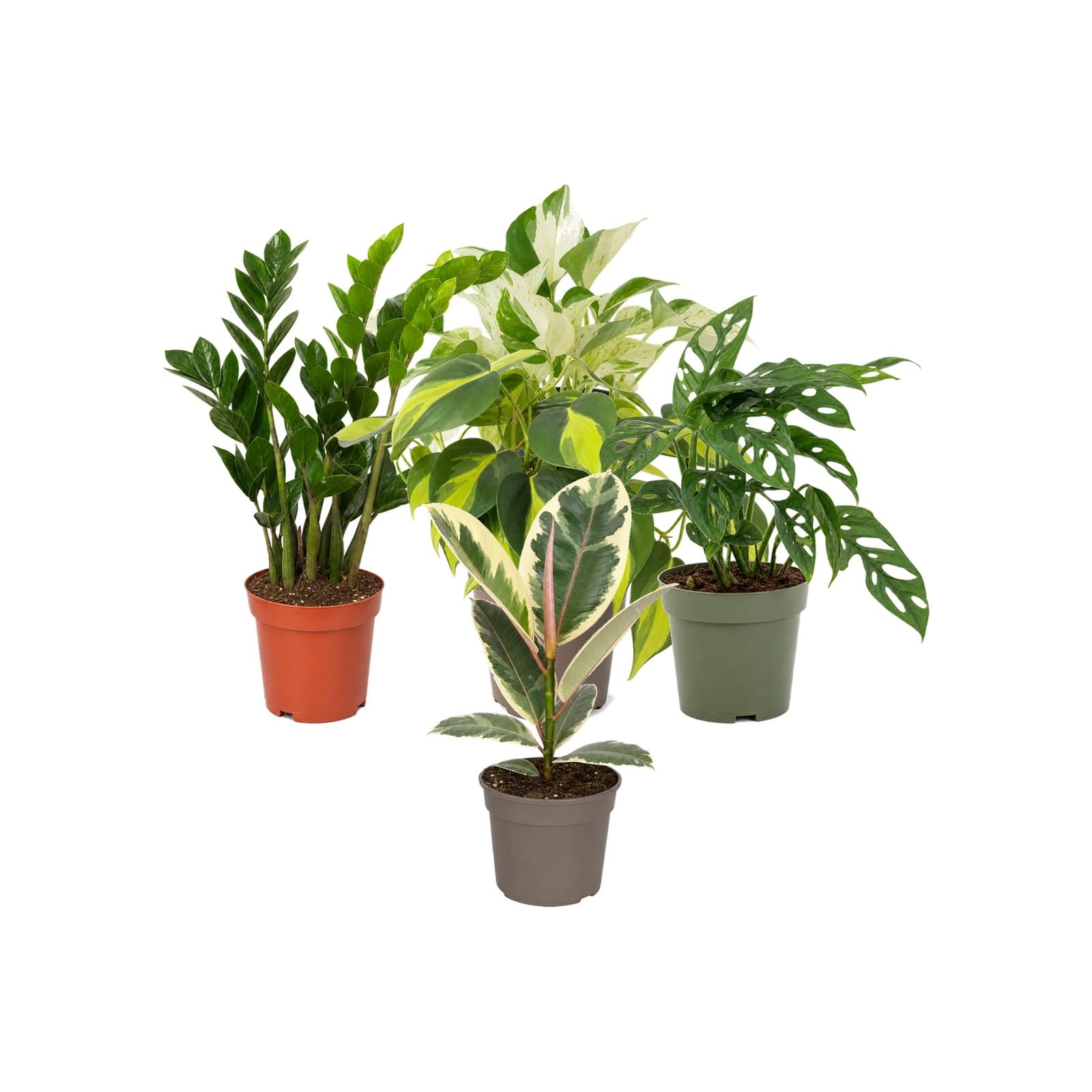 DECOALIVE Selección de 5 Plantas para Exposición Botánica Interior