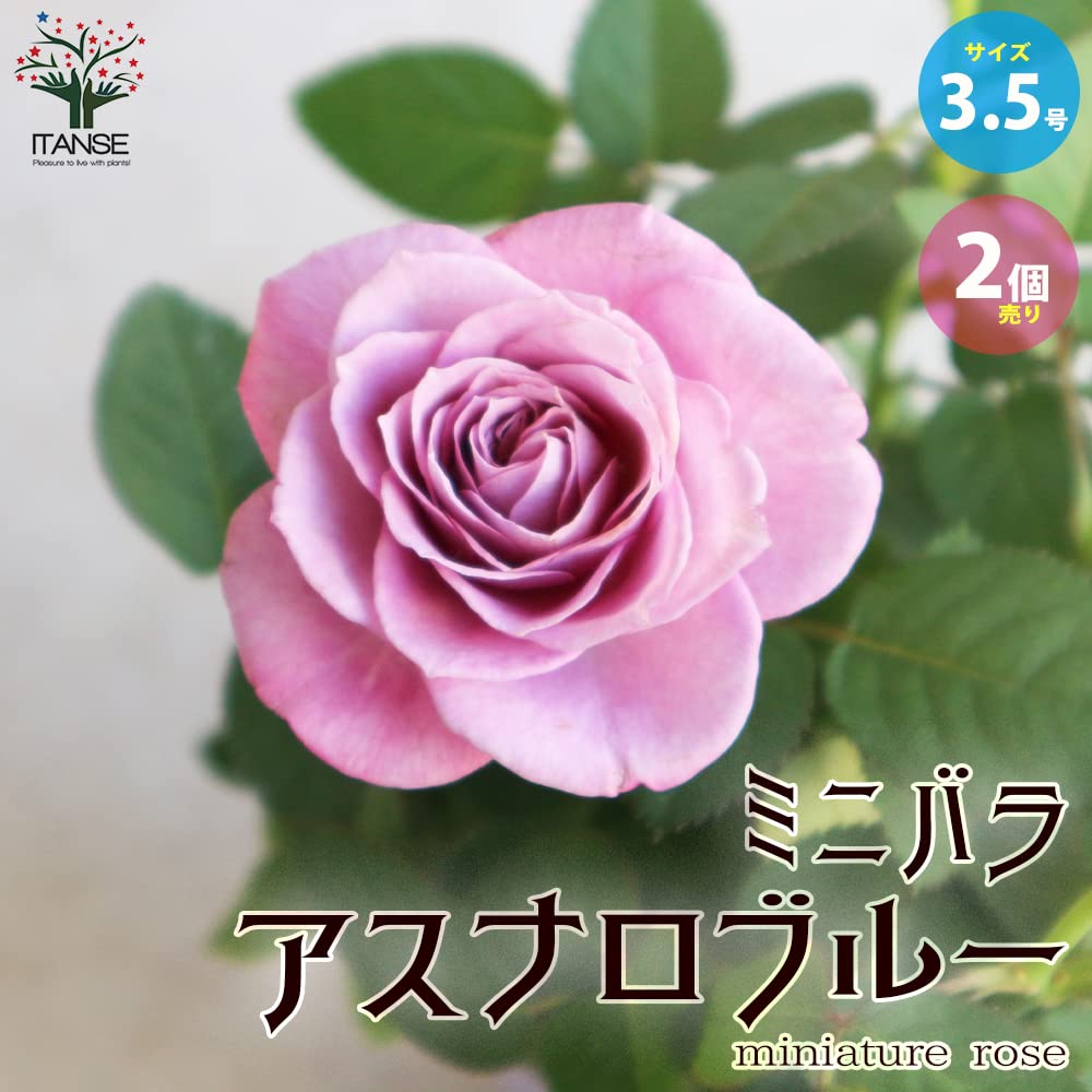 Blue薔薇様 楽天市場】バラ苗【6号新苗】ブルーフォーユー 国産