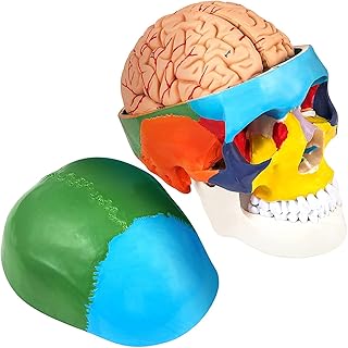 8 Parts Brain Human Skull Anatomy,Human Skull Model,Life-Size Learning Skull with Brain, PVC Painted Human Skull Model, Labeled Anatomical Skull, for Medical Teaching, Researching and Learning