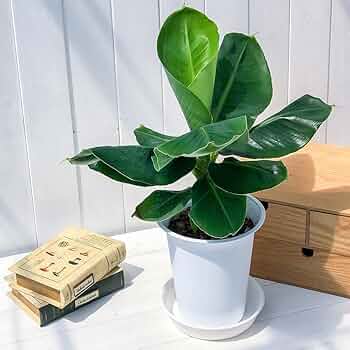 ☆バナナ☆班入り☆6号鉢☆超希少☆ ☆バナナ☆班入り☆6号鉢☆超希少☆