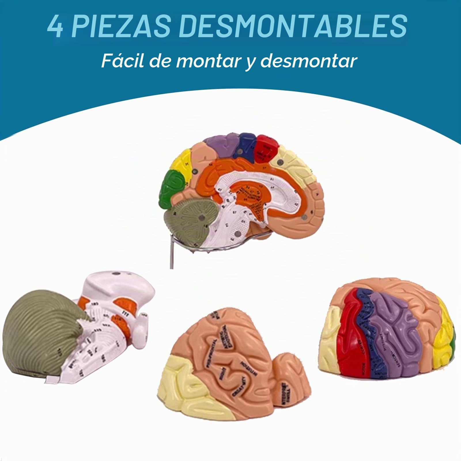 Modelo de cerebro humano, modelo anatómico de cerebro humano de tamaño real 2X para neurociencia con 4 modelos de cerebro desmontables codificados por colores para neurociencia, psicología,
