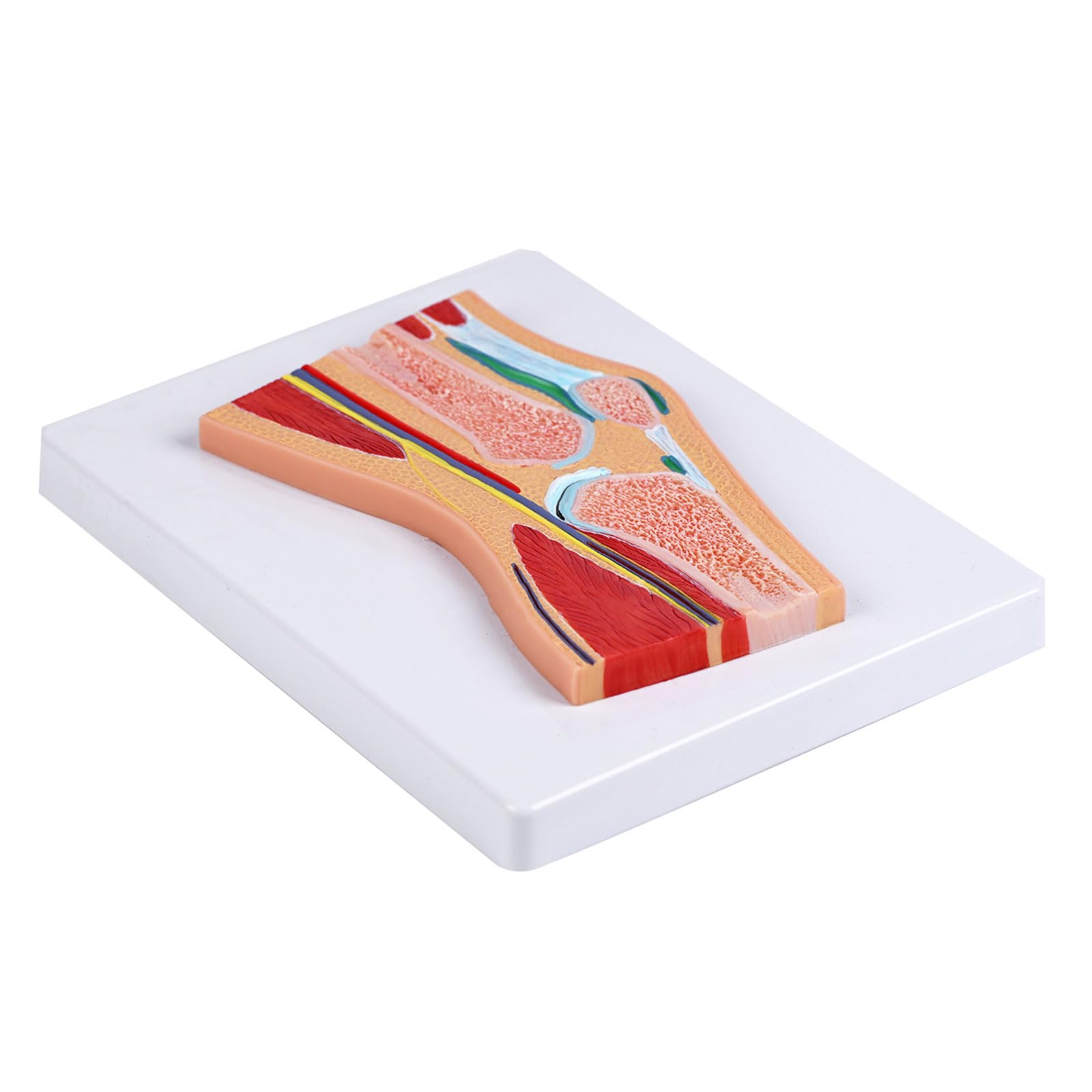 Anatomiczny model rzepki stawu kolanowego ze szczegółowymi więzadłami mięśni do treningu klinicznego i demonstracji w klasie, model kolana z PCW