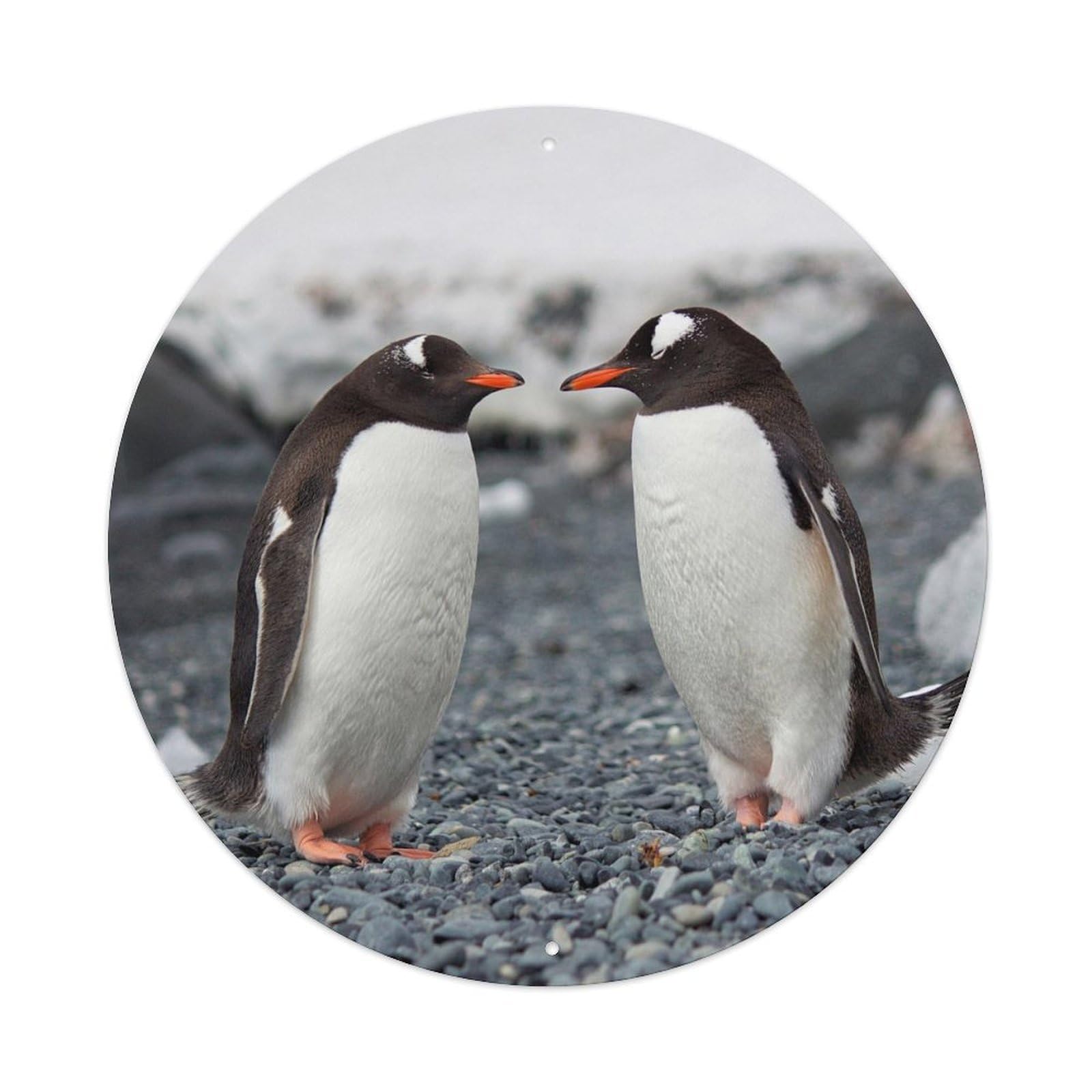 Gentoo Penguin Antarctica Wildlife Nature Poster Metal Tin Sign