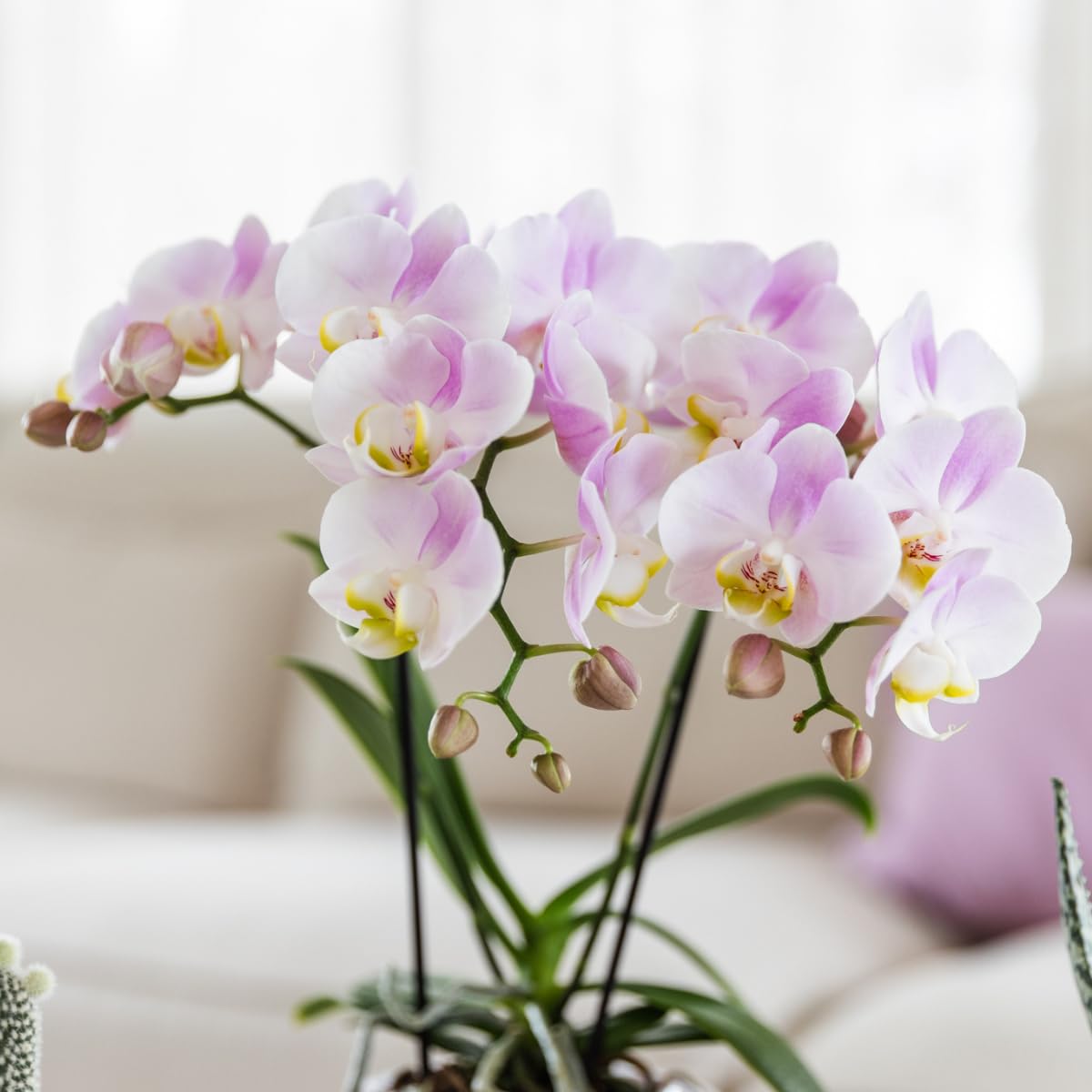 Kolibri Orchidées | orchidée phalaenopsis rose Portugal + Mosa pot décoratif rose - taille pot Ø9cm | plante d'intérieur fleurie - frais du cultivateur
