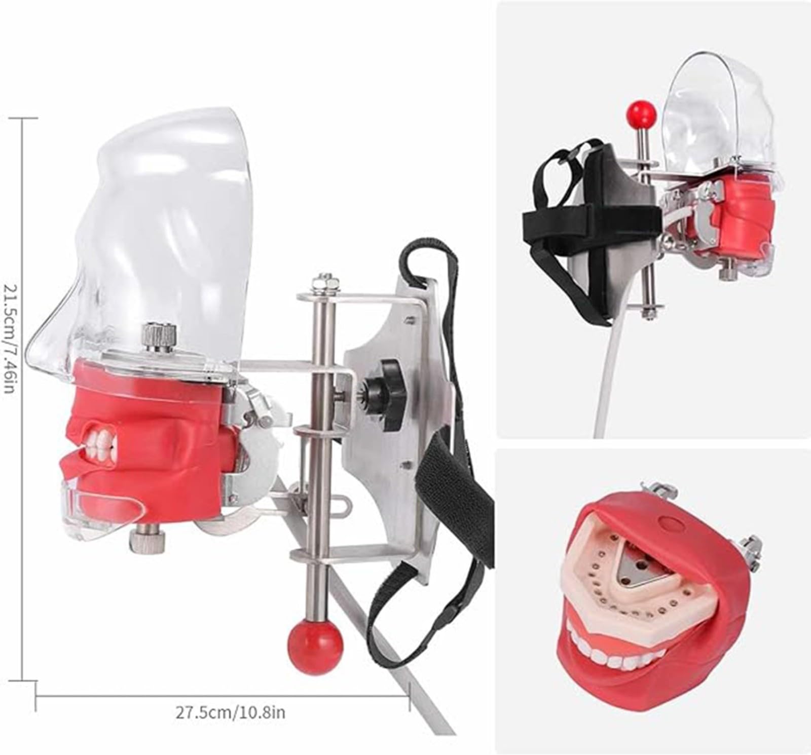 Modello di testa di manichino per simulatore dentale orale Modello di testa di manichino per dentisti e assistenti dentali Dimostrazione pratica A