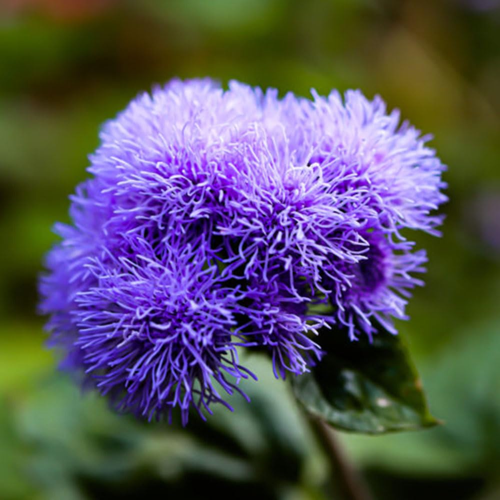 Ageratum Seeds for Planting - 100Pcs Purple Ageratum Seeds for Growing Garden Home Garden Balcony Easy to Grow Multicolor Flowers Seeds