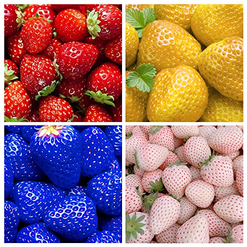 400+ Mix Strawberry Seeds For Planting Red Yellow Blue White Climbing Strawberry Heirloom Non-Gmo Everbearing Fruit Sweet And Delicious #TOP11