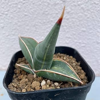 Amazon.co.jp: サンスベリア ロリダ 斑入り Sansevieria Rorida