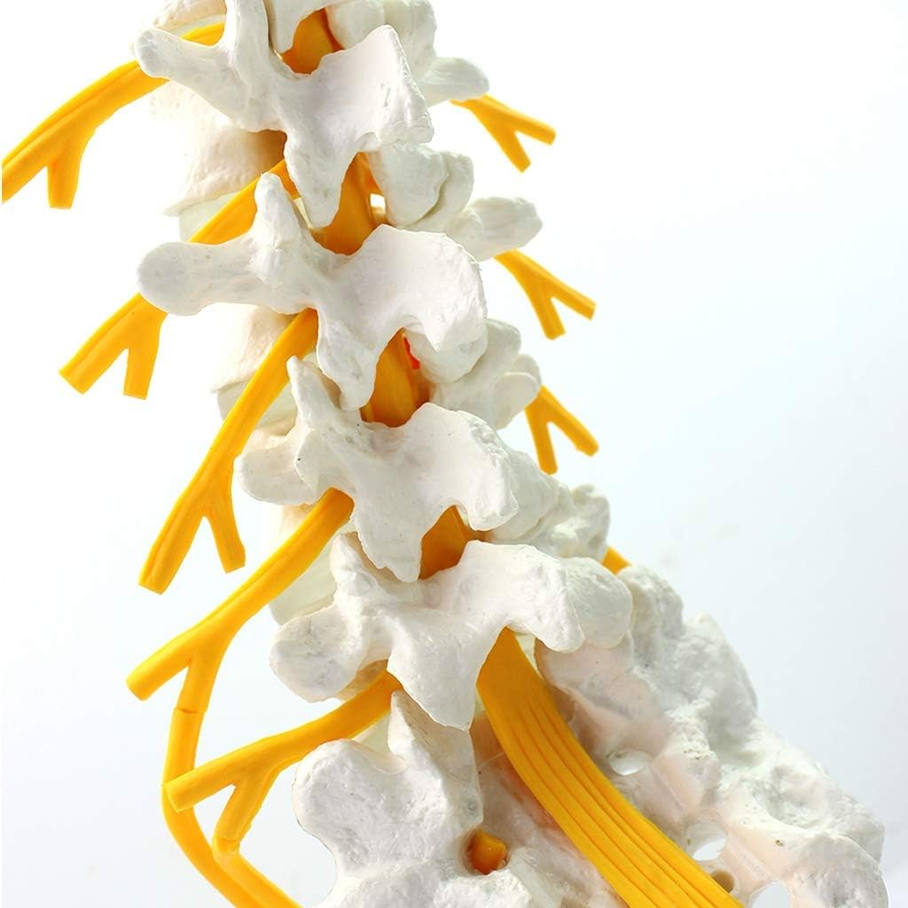 DBSCD Anatomical Lumbar Spine Model - 1:1Life Size Sacral Nerve Skeletal Anatomy Model -Pvc Material Spine Model -For Educational Train Aid