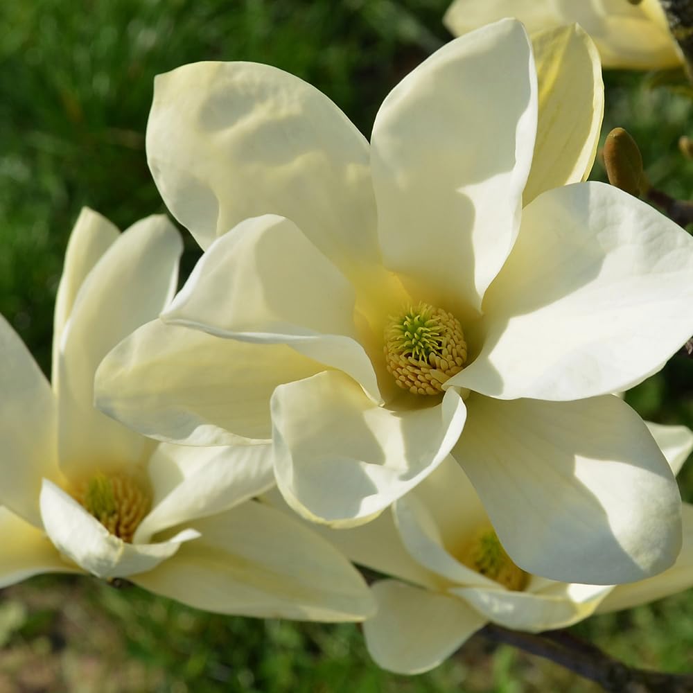 YouGarden Magnolia 'Honey Velvet', 1 x 15cm Pot, Scented Creamy White Spring Flowering, Compact Shrub