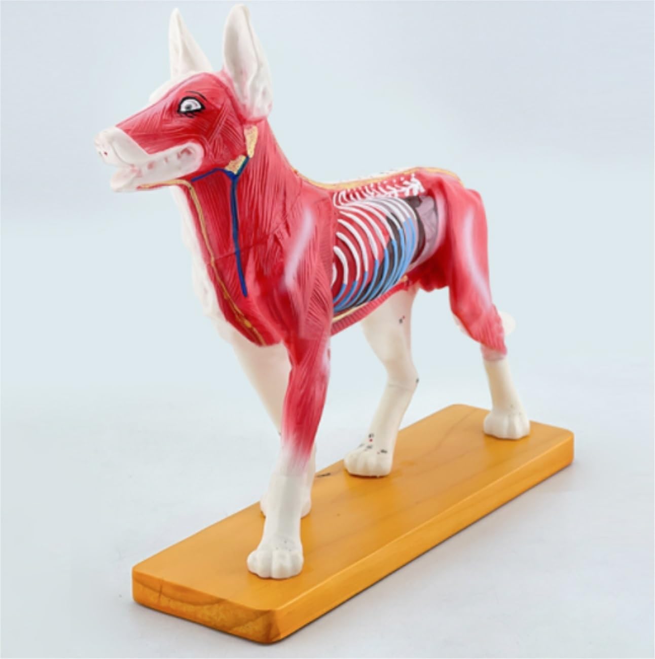 Anatomische Modellen Model Psa Anatomia Akupunktury Punkt Ciała Z 72 Punktami Dier