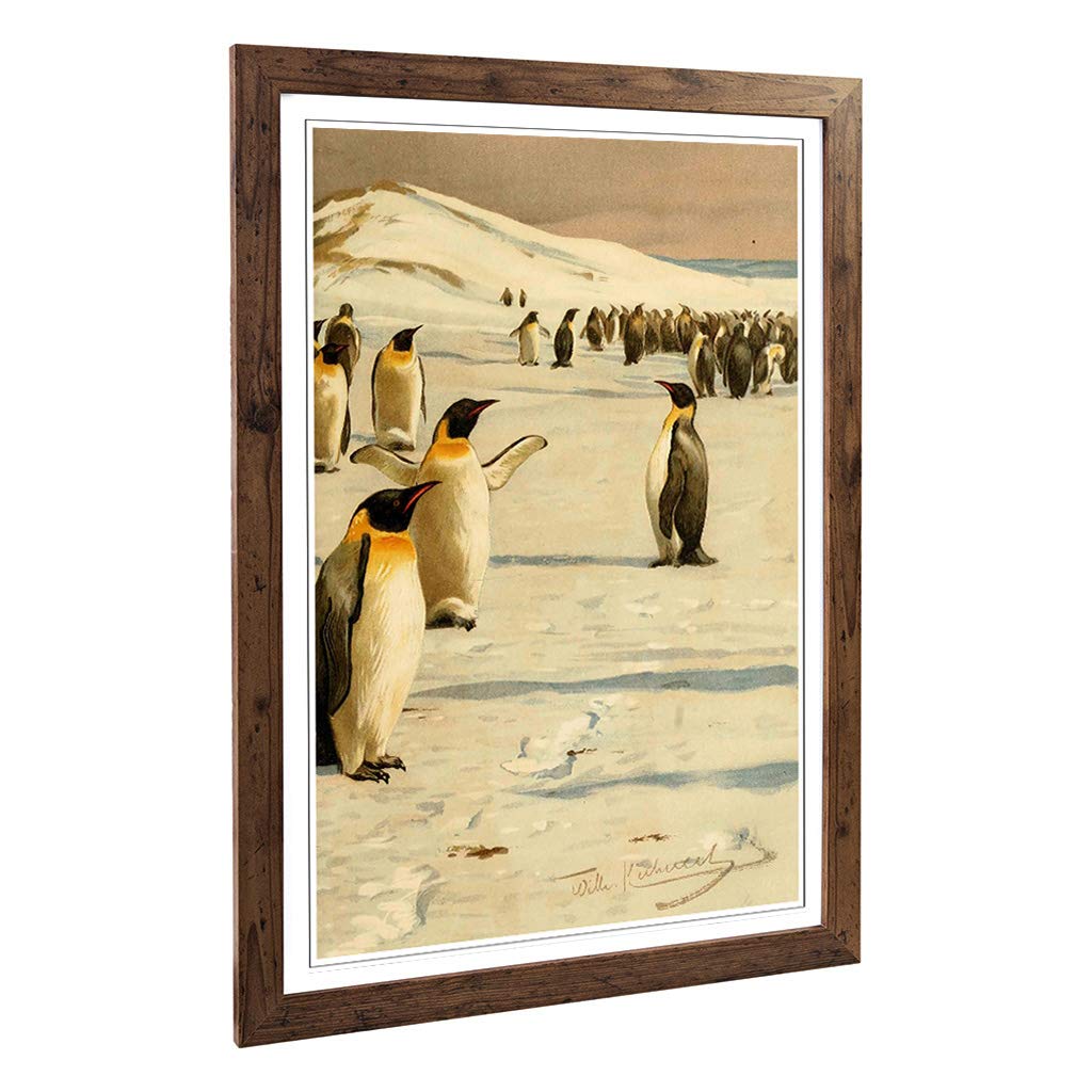 Big Box Art Framed Print of Vintage W Kuhnert Emperor Penguins 2 Design | Wall Art Picture | Home Decor for Kitchen, Living Room, Bedroom, Hallway, Walnut, A2 / 24.5x18 Inch / 62x45cm