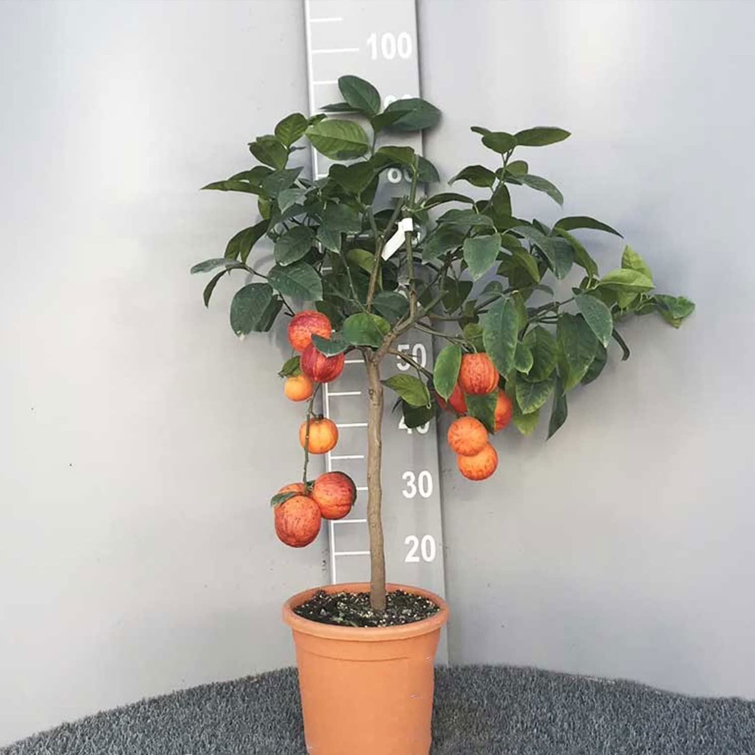 SAVINI VIVAI Zitronenpflanze, Zitrusbaum Lemon Arcobal im 20 cm Topf, Höhe 70 cm, 2-3 Jahre Veredelung, hergestellt in Italien