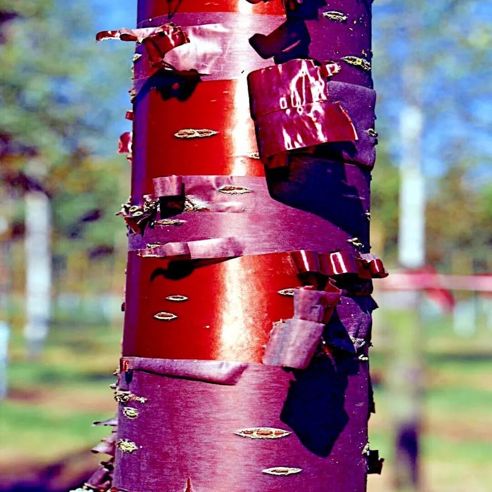 チェリーページ Amazon.com : HPGS 10 Seeds - Tibetan Paper Birchbark Cherry Tree