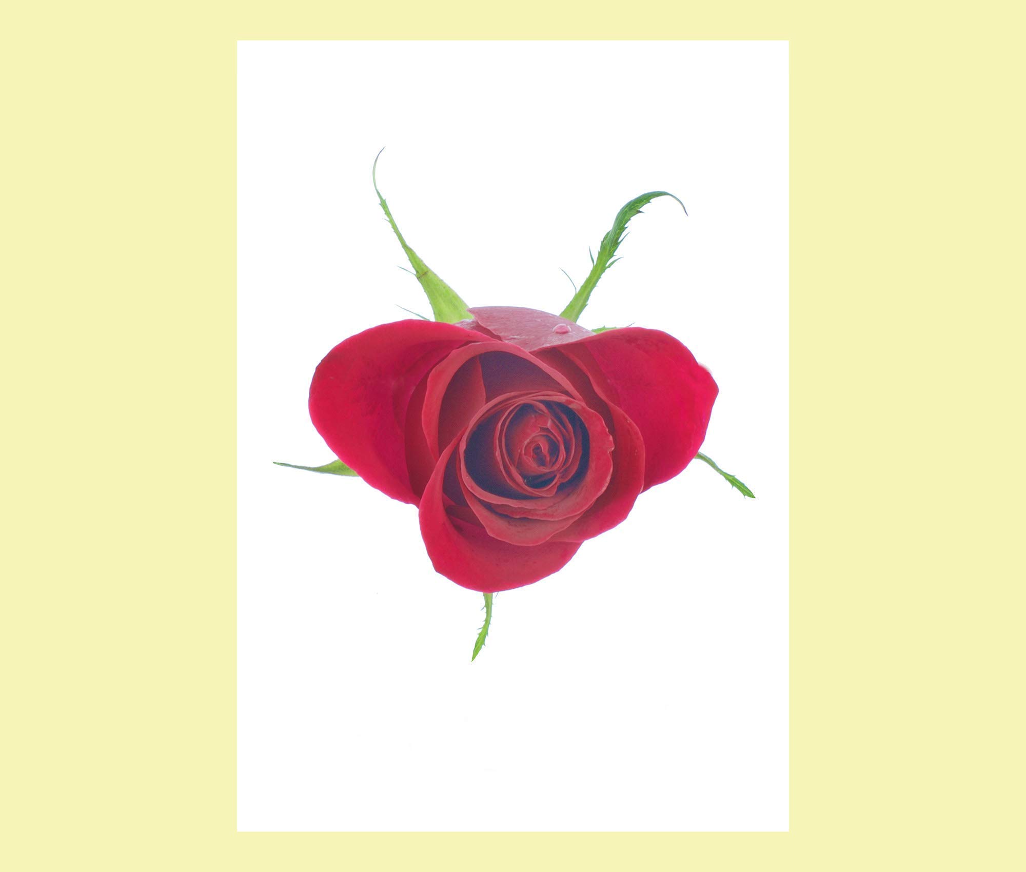 Flowerlets - Notelets – Thank you Cards - Pack 5 with Envelopes - Single Red Rose Flower - Blank Inside - Sold exclusively by AM Fine Art GB