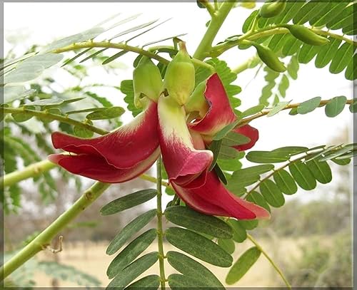 25 semillas de Sesbania grandiflora, semillas de glicina escarlata, semillas de árbol de colibrí