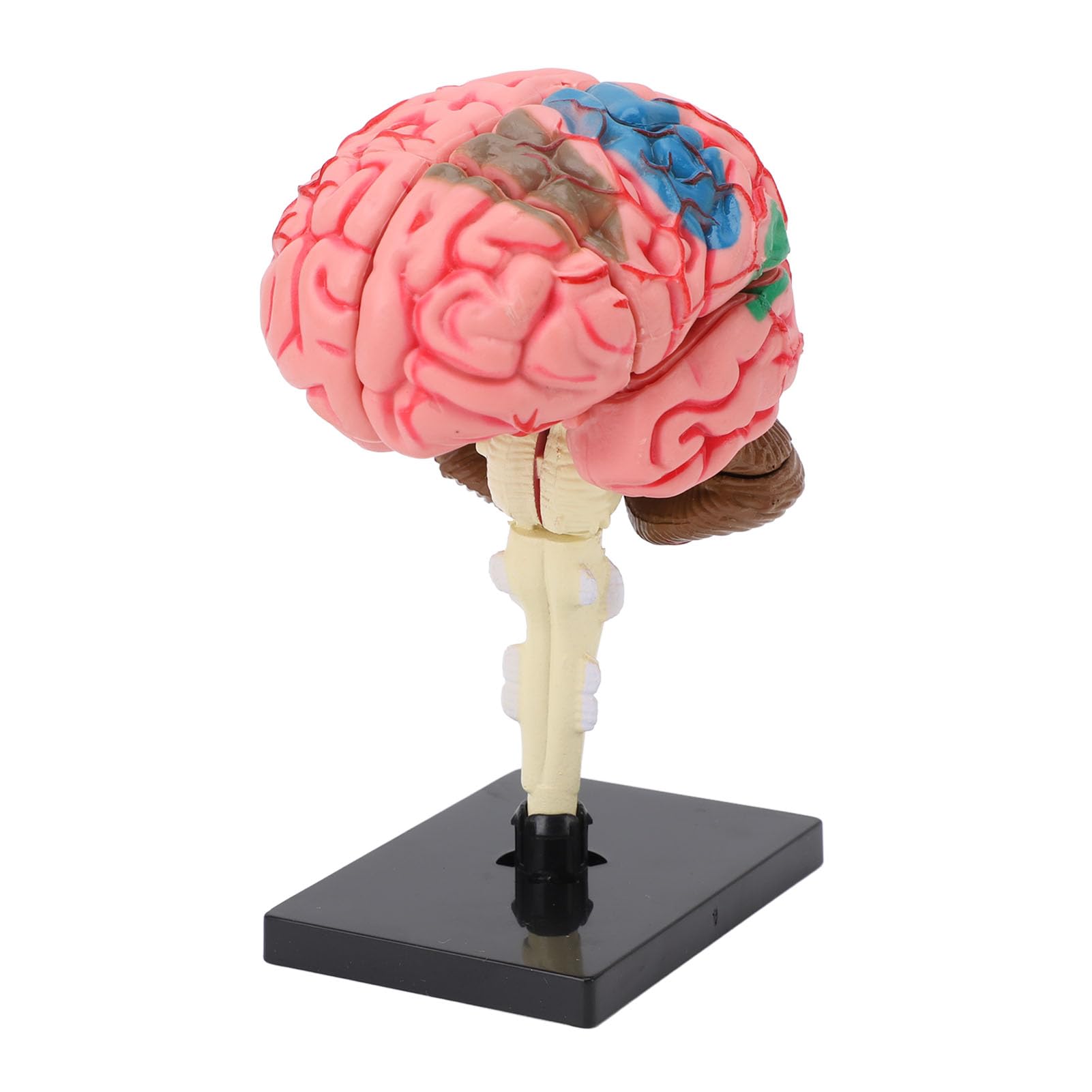Naroote Model Ludzkiego Mózgu, Plastikowy, Zdemontowany Model Ludzkiego Mózgu 4D Naturalnej Wielkości z Etykietami i kolorową identyfikacją, Stabilny Anatomiczny Podstawy do Nauczania Neuronauki
