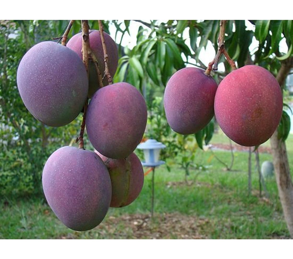 Dejestqoo Tommy Atkins Mango Plant (Grafted Plant Height 2-3 Feet) Hybrid 1 Healthy Live Frout Plant For Home Garden Fruit After 2-3 Years Grafted Mango Tree (B0CC9Z5W2H) Amazon Price History, Amazon Price Tracker