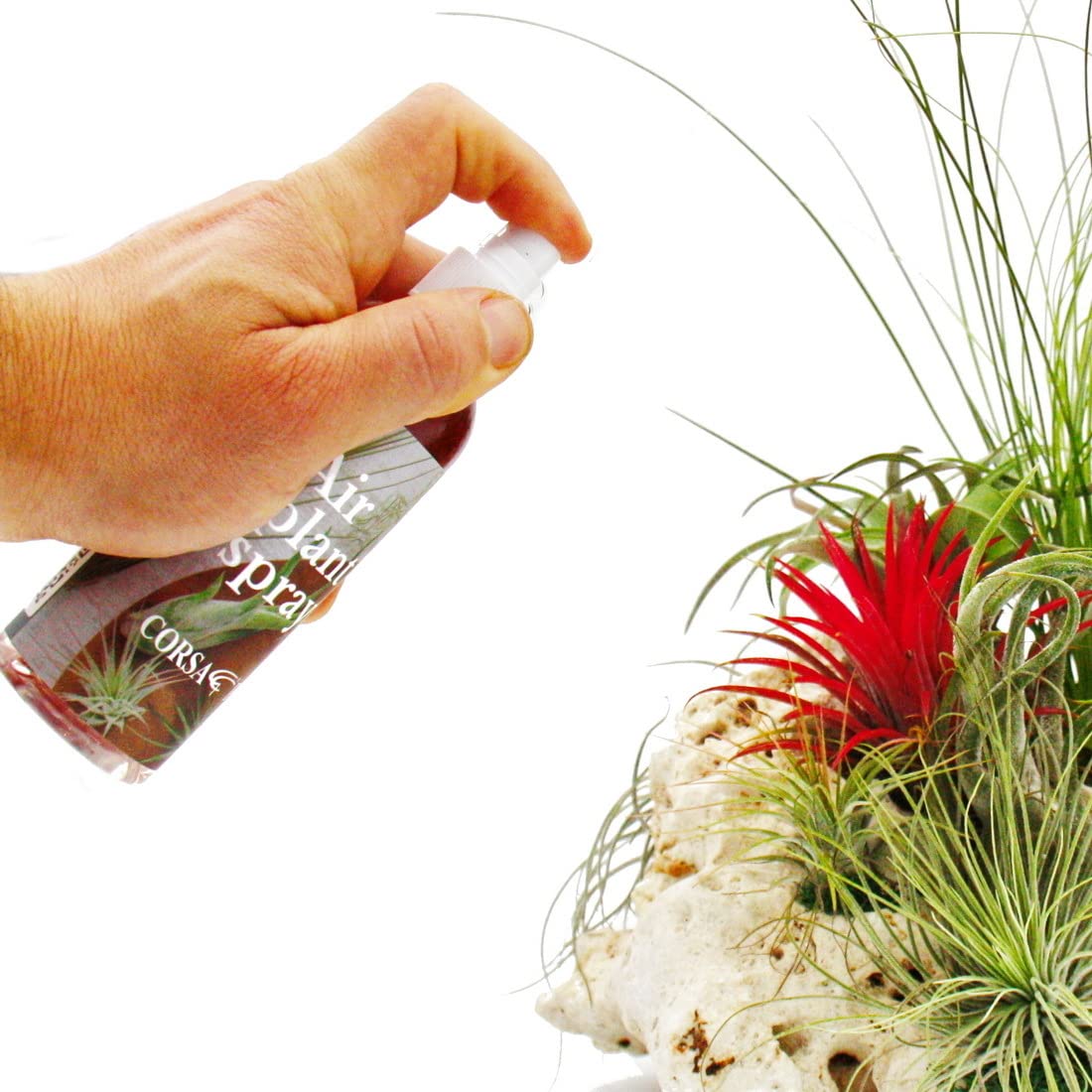 Tillandsien-Dnger - fertig gemischt in der Sprayflasche - 80ml :  Amazon.de: Garten