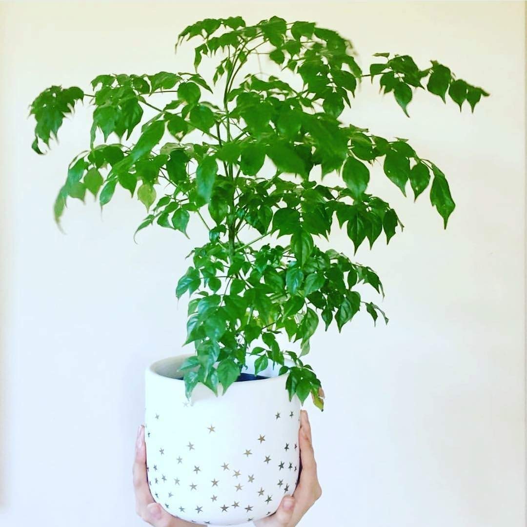 egg plant pot Rustic Egg Planter – Brighton Planters main image 1