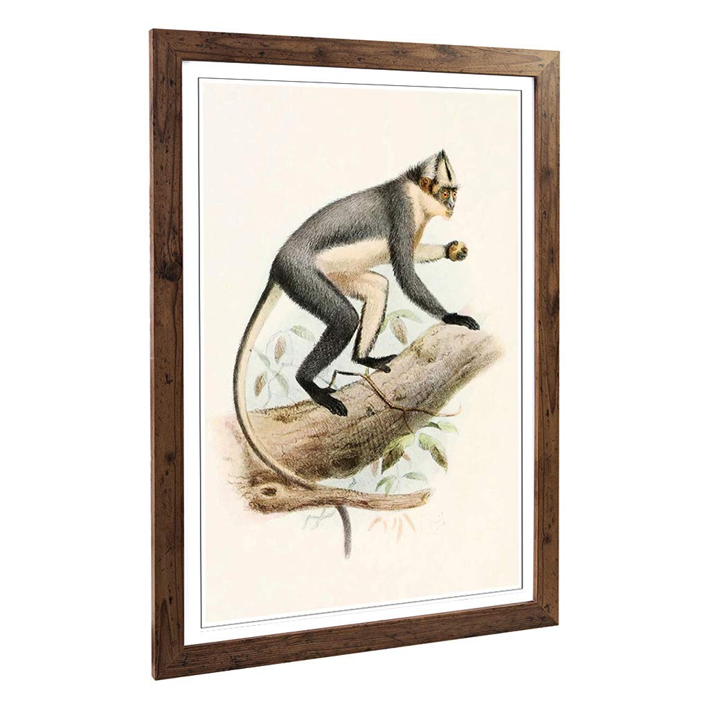 Big Box Art Framed Print of Vintage Smit. Joseph Thomas's Douc Design | Wall Art Picture | Home Decor for Kitchen, Living Room, Bedroom, Hallway, Walnut, A2 / 24.5x18 Inch / 62x45cm