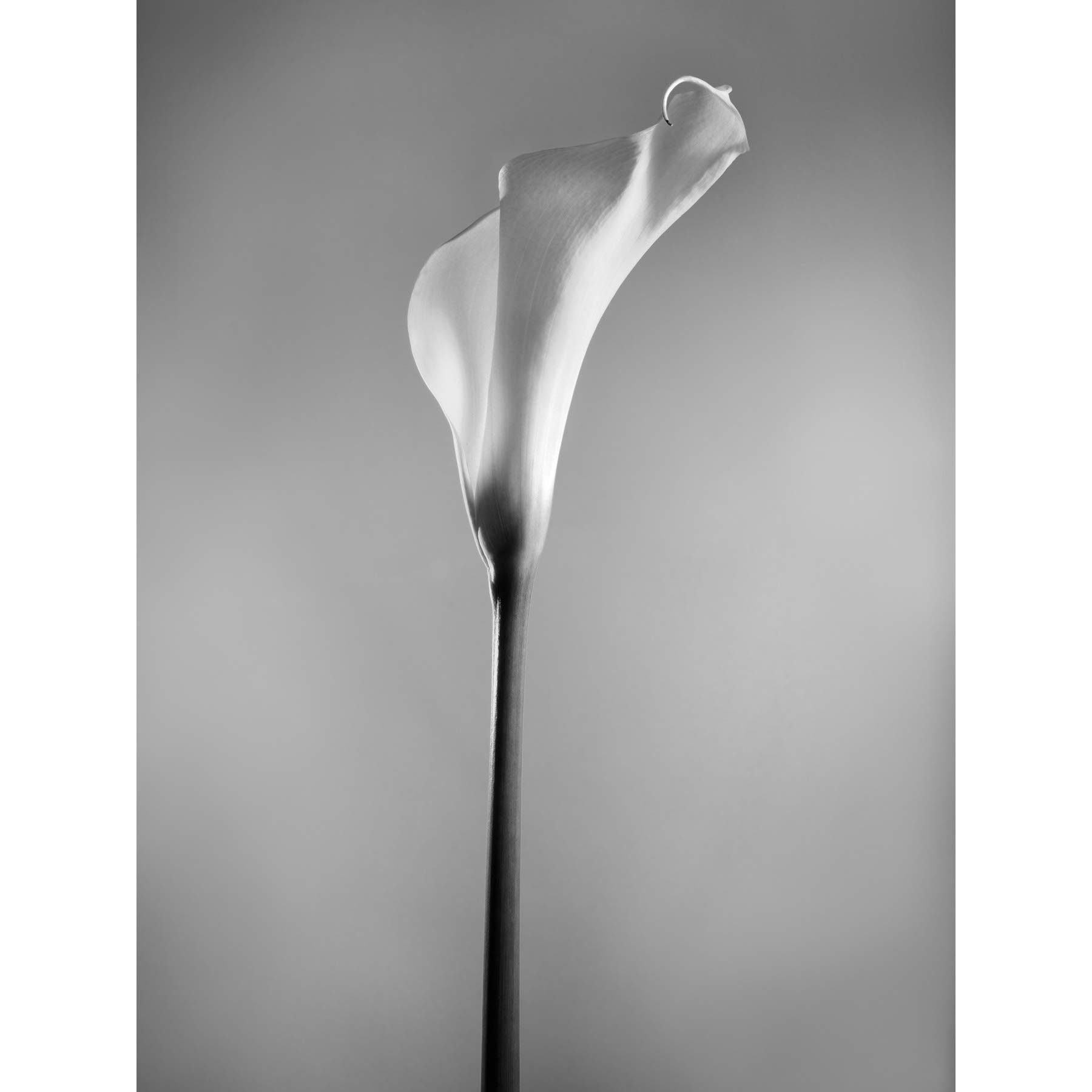 Wee Blue Coo Flower Black And White Calla Lily Art Print Poster Wall Decor