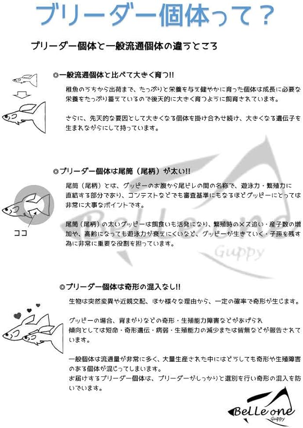 Amazon ブルーグラス グッピー 1ペア 国産グッピー ブリーダー個体 グッピー生体 熱帯魚 ノーブランド品 観賞魚 水中生物 通販