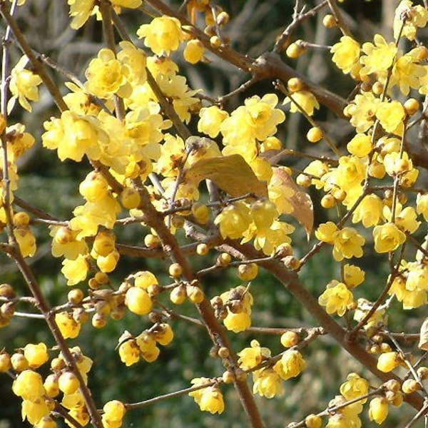 Calicanto cinese 30–40 cm Vaso – Chimonanthus praecox – Fioritura invernale profumata