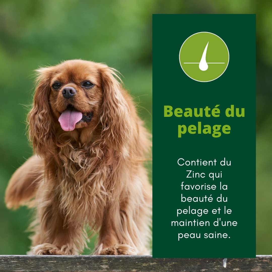 EQUILIBRE & INSTINCT - Chien Adulte - Petite Taille - Croquettes à la Volaille - Solidité des Os - Recette Complète Formulée avec des Vétérinaires - 5kg - Fabriqué en France