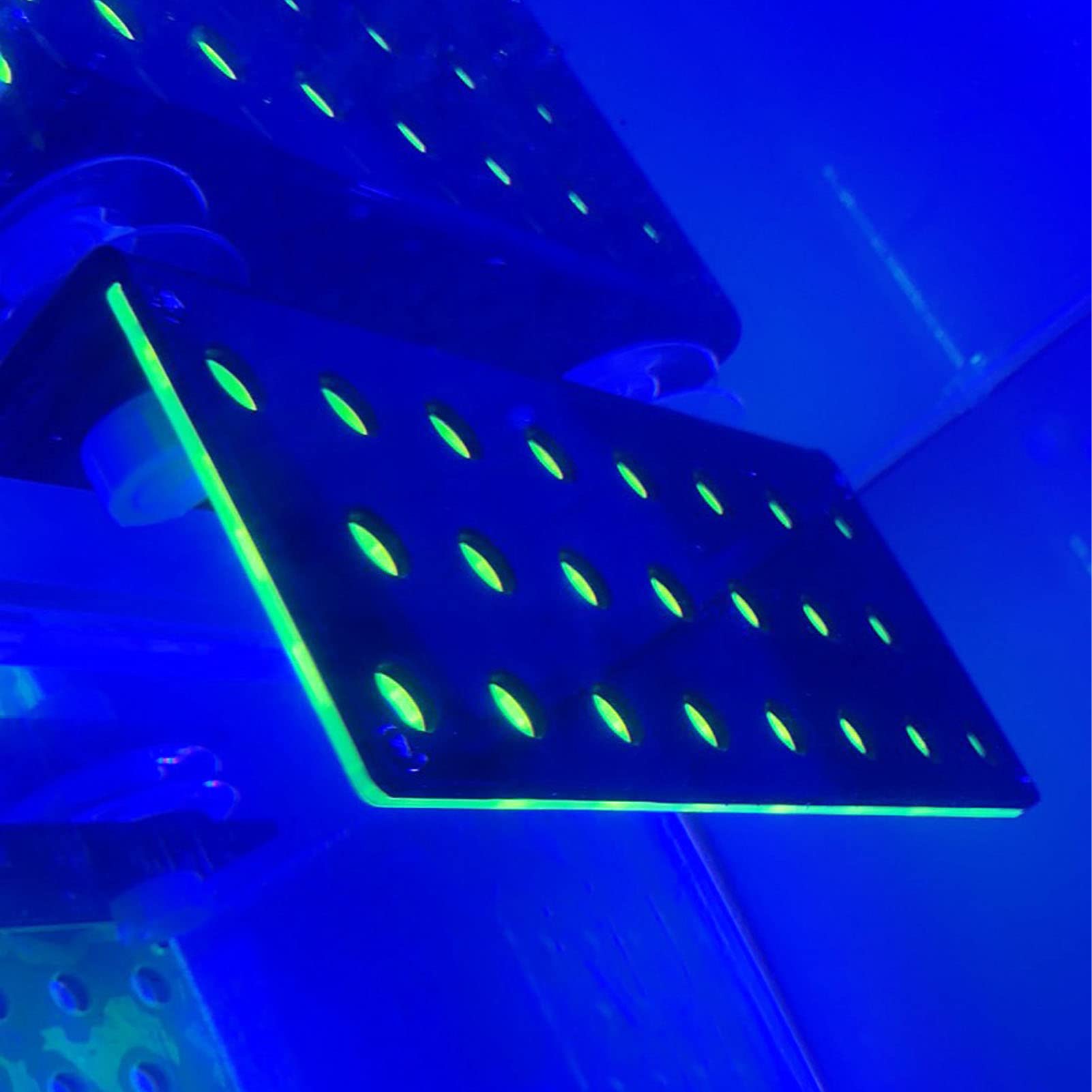 Amazon | サンゴフラグラック、ウェアラブル水槽サンゴホルダー