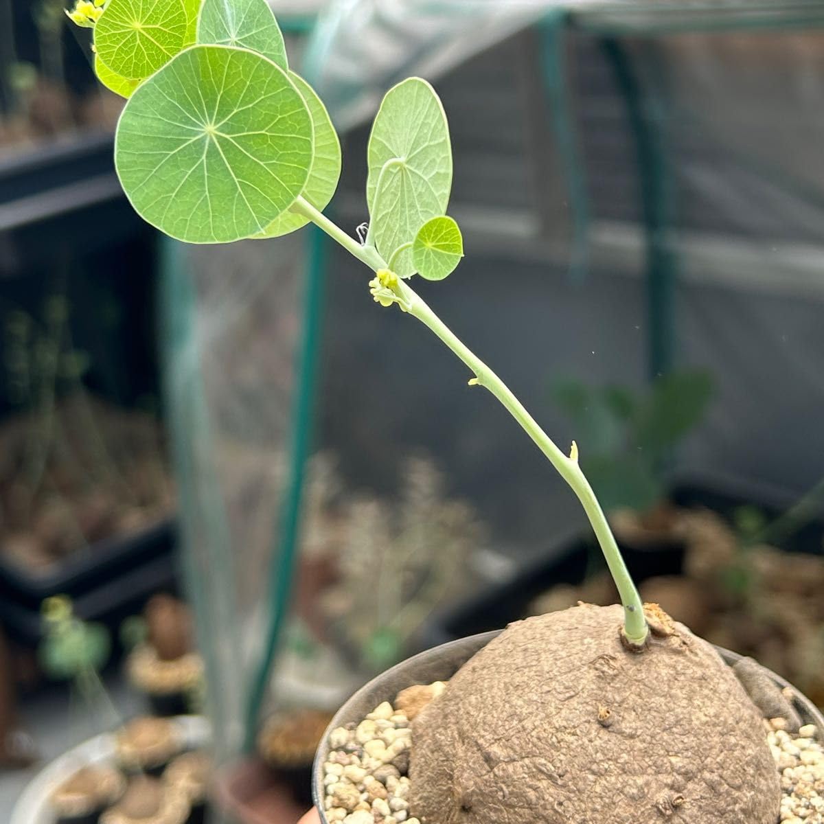 ステファニアエレクタ　植木鉢のまま ♡大株♡〚ステファニア エレクタ〛Stephania Erecta