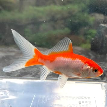Amazon 金魚 コメット 1匹 生体 川村淡水魚販売 観賞魚 水中生物 通販 Amazon 金魚 コメット 1匹 生体 川村淡水魚販売 観賞魚 水中生物 通販