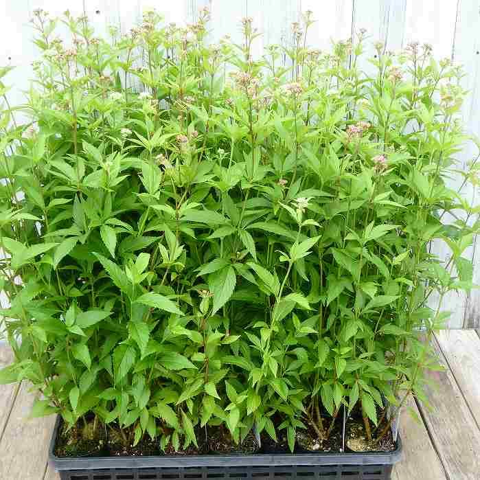 Amazon | フジバカマ 苗 赤白寄せ植え 藤袴 3号 山野草 宿根草 秋の花 Amazon | フジバカマ 苗 赤白寄せ植え 藤袴 3号 山野草 宿根草 秋の花