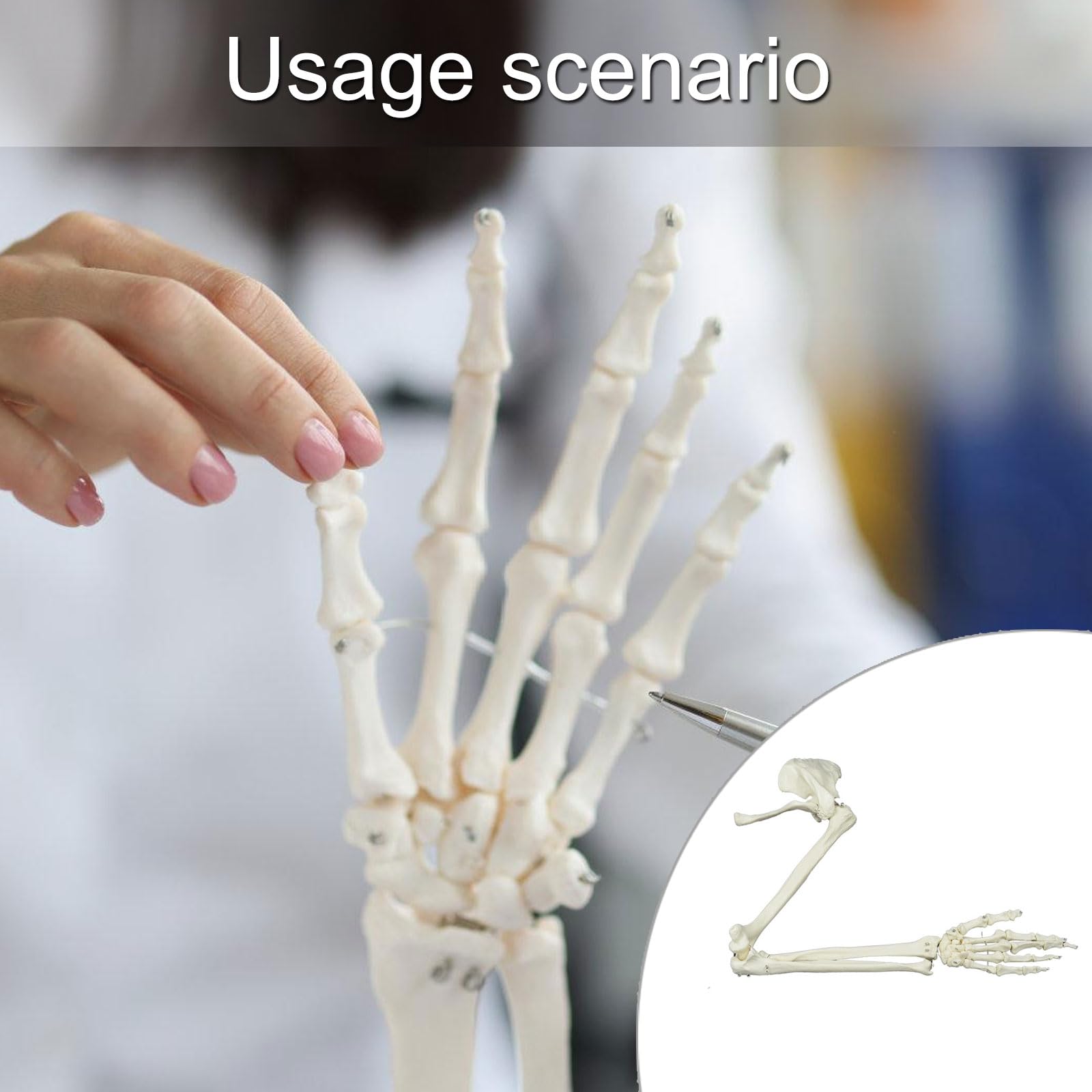 Modelo de esqueleto de brazo humano, estudio anatómico anatómico, tamaño real, estudio articular, tamaño real