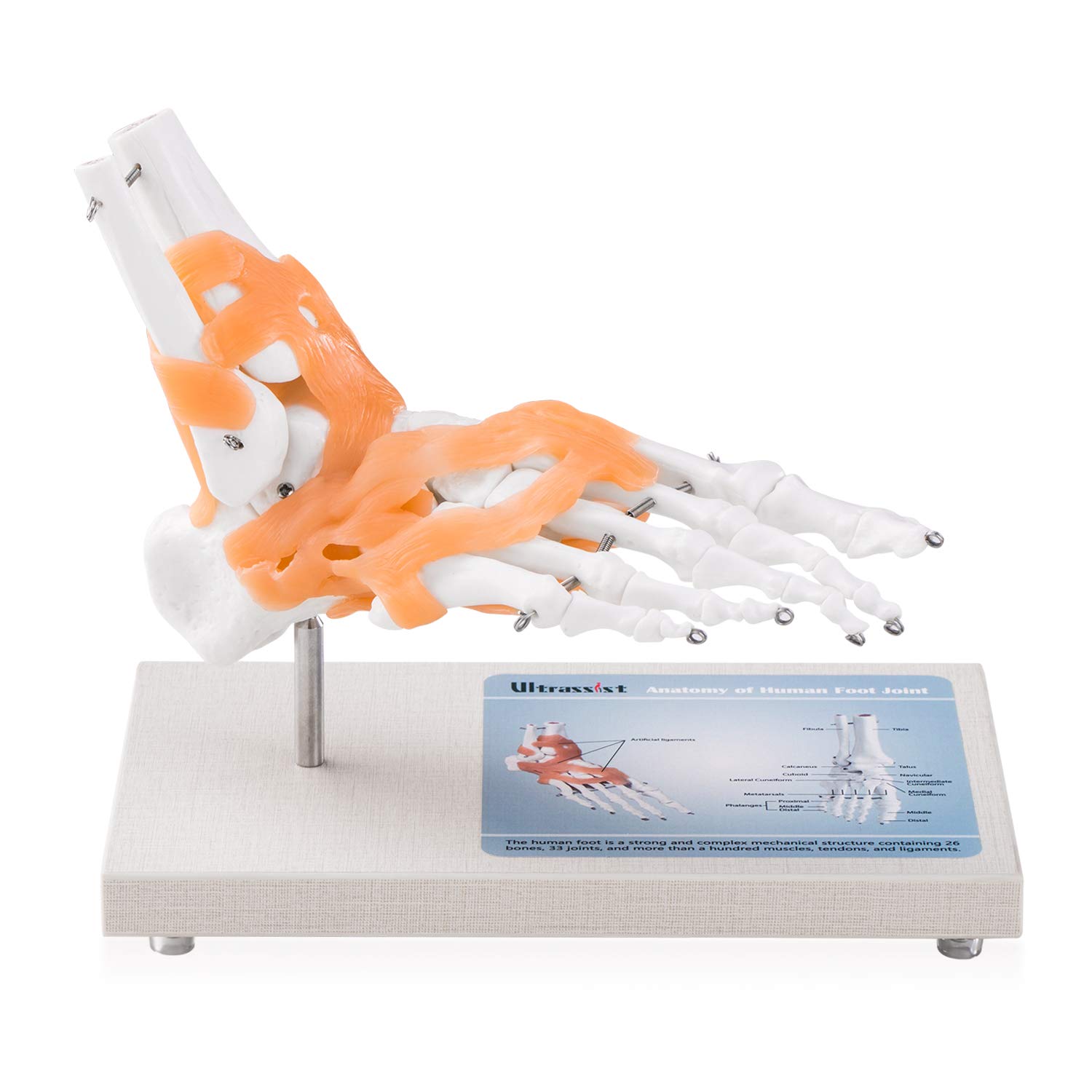 Foot Joint Model - Life Size Anatomical Model with 360deg Rotatable Wooden Display Base, Skeleton Model Including Ligaments for Medical Study Science Classroom, Foot Bone Model for Anatomy Enthusiasts