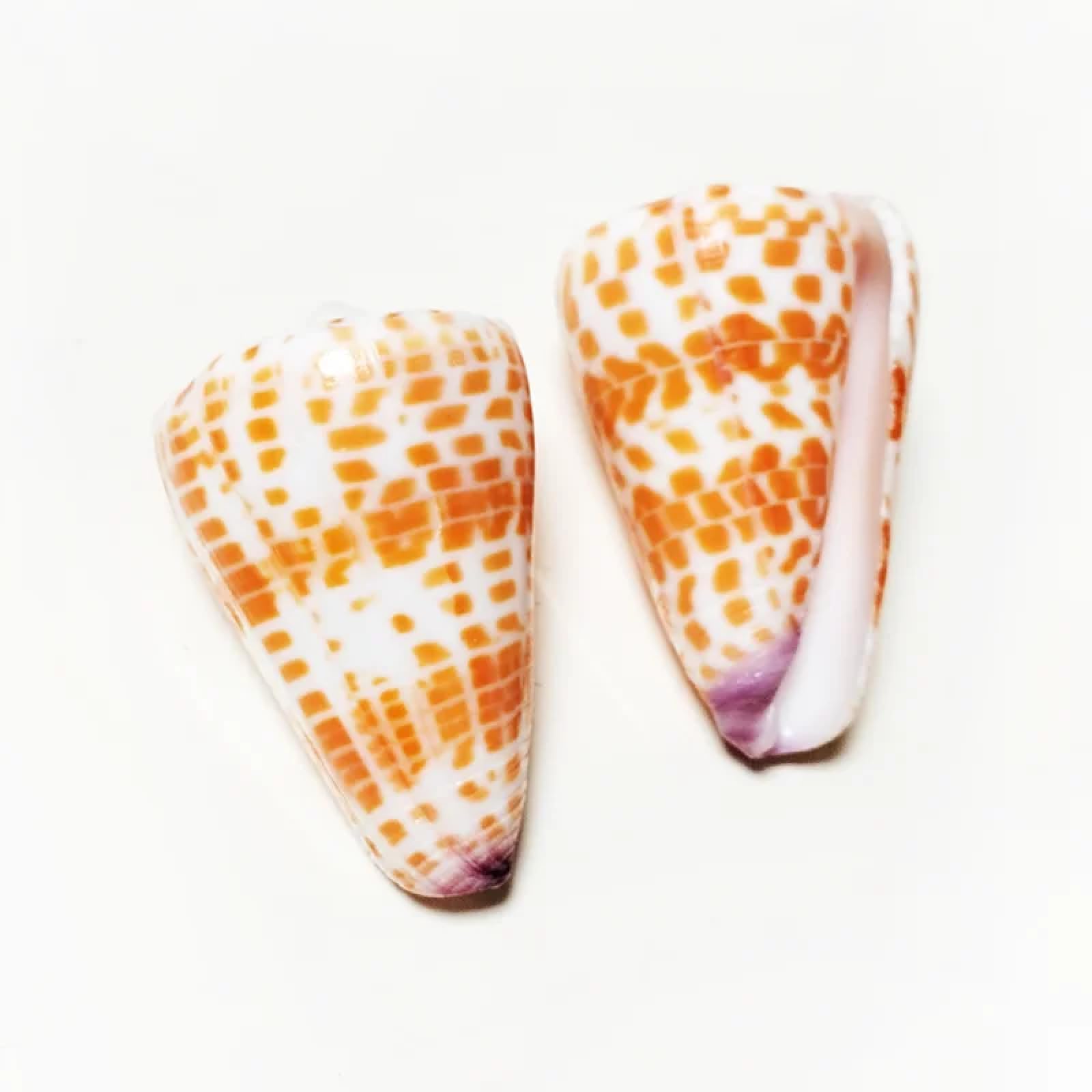 Conchiglie per decorazione, 2 pezzi 4-6 cm vera conchiglia rossa a forma di cono conchiglie di mare eremita granchio di ricambio esemplare acquario decorazione festa di nozze