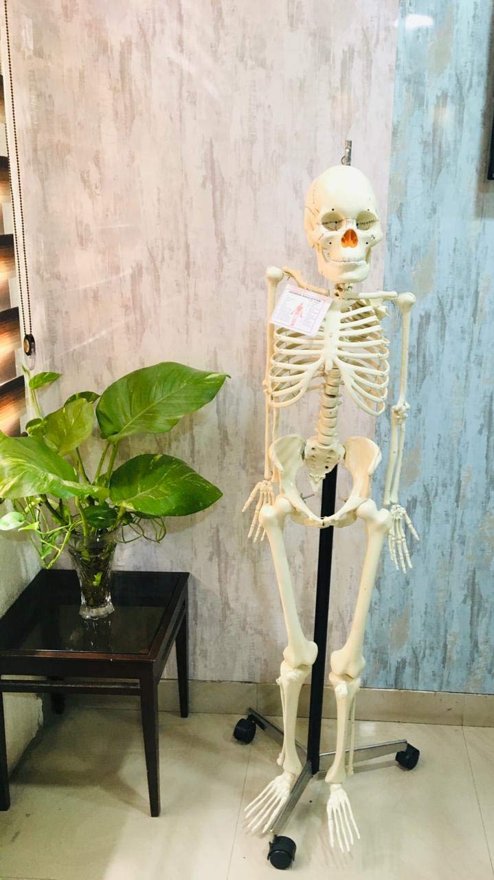 Myra Human Skeleton Anatomical Model (without stand)