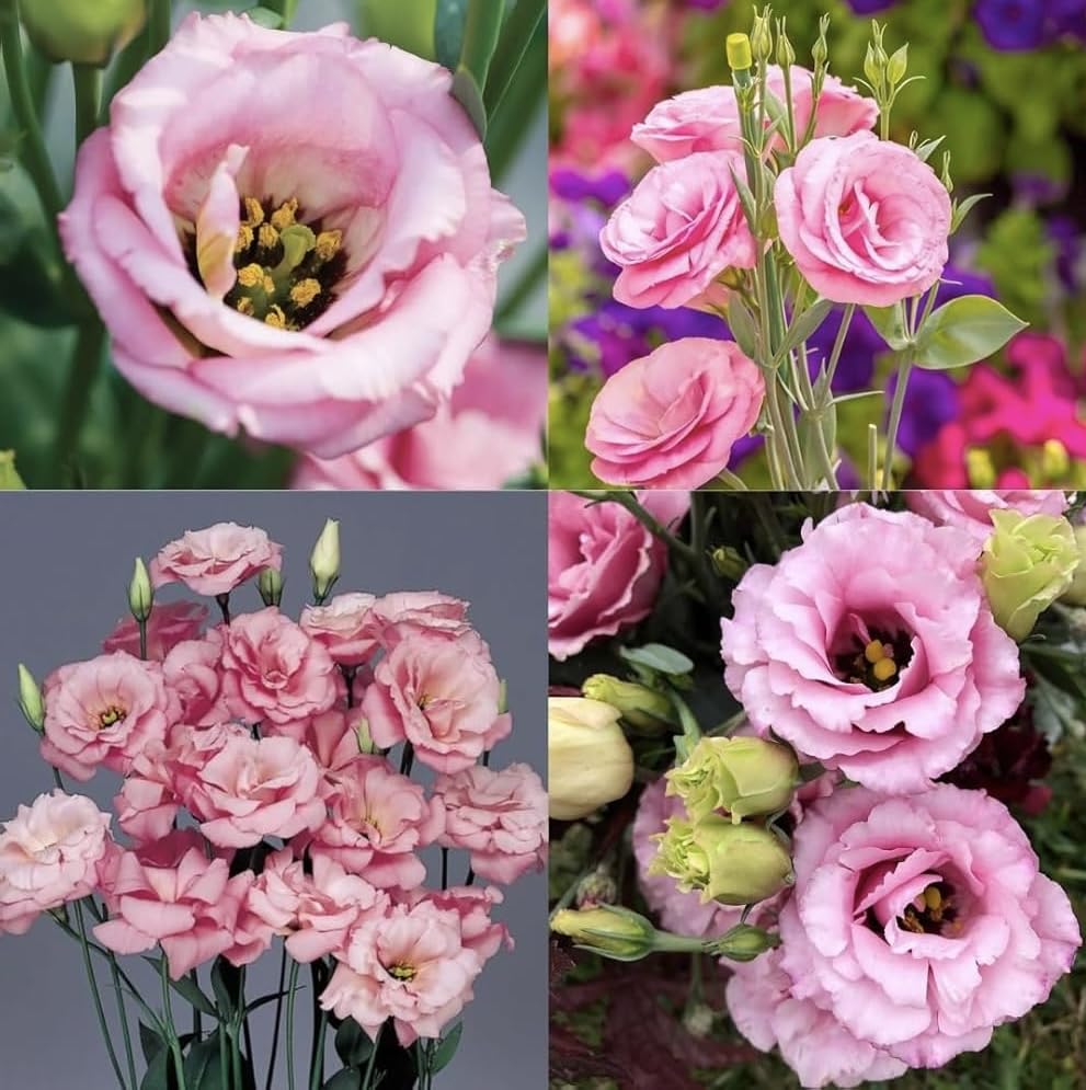 Lisianthus Fresh Cut Flowers, Purple and White Bicolor, Natural Blooms, Decorative Bouquet-image-25