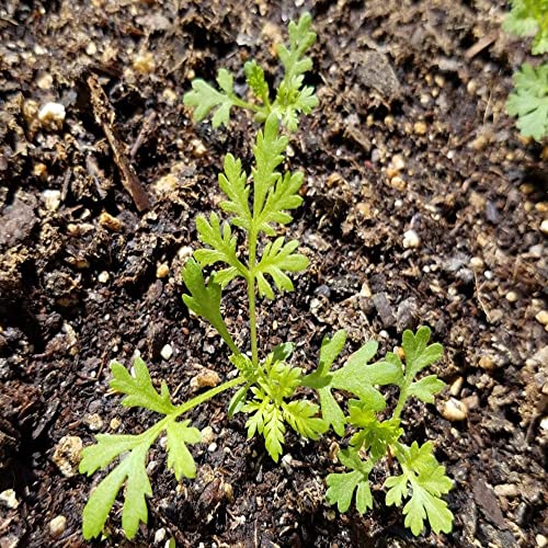 Chuxay Garden Chinese Medicinal Herb Wormwood Seeds-Family Artemisia Annua Seeds Sweet Annie Perennial Herb 200Pcs Non-Gmo Low Maintenance #TOP4