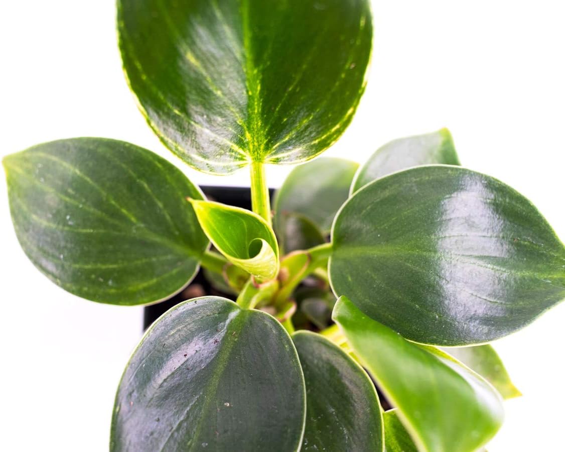 Josh's Frogs Philodendron 'Birkin'