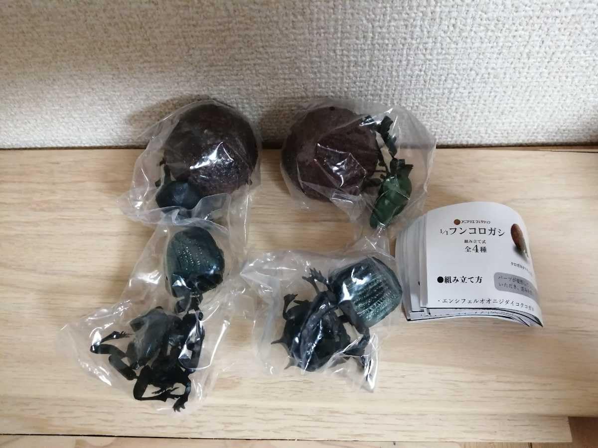 特大!! エンシフェールニジダイコクコガネ 49mm 49mm 特大!! エンシフェールニジダイコクコガネ 49mm 49mm Damaster