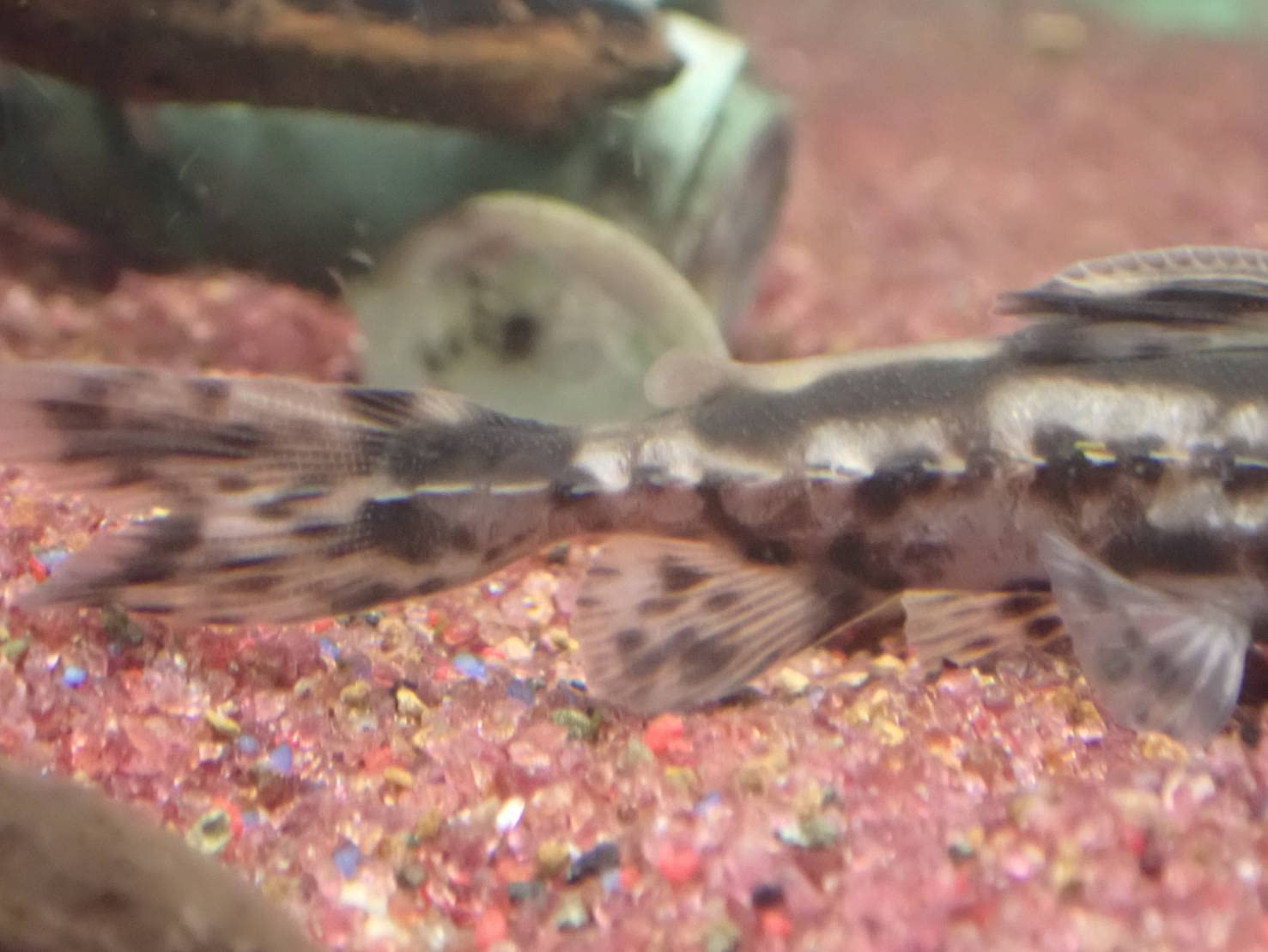 Amazon | TORIMATE（トーリーメイト）激レア！メガロドラス（15cm前後