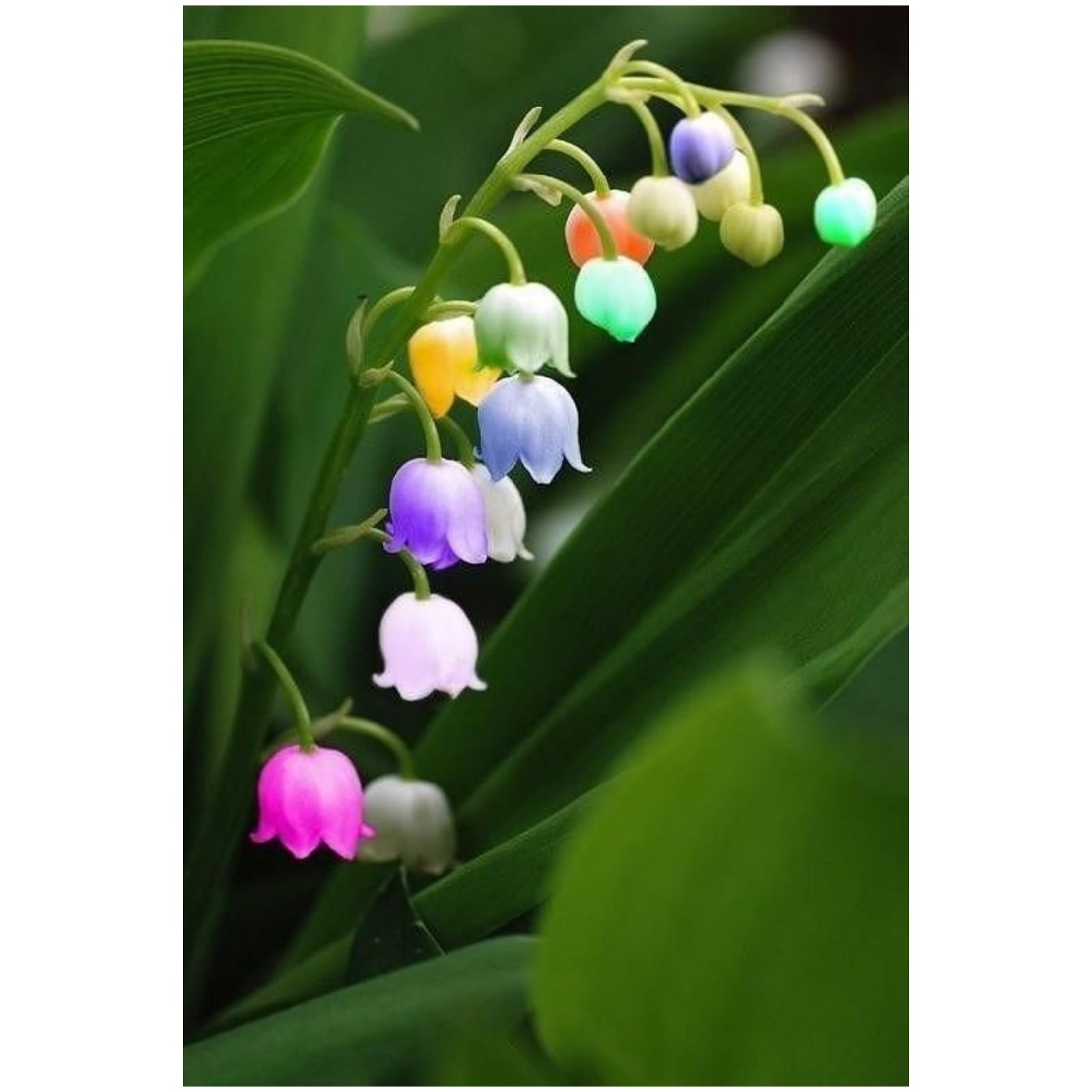 Lily of the Valley Bulbs UK,Potted-Plants-Rhizome,Lily of the Valley Plants for Garden,Excellent Display-3 Bulbs-G