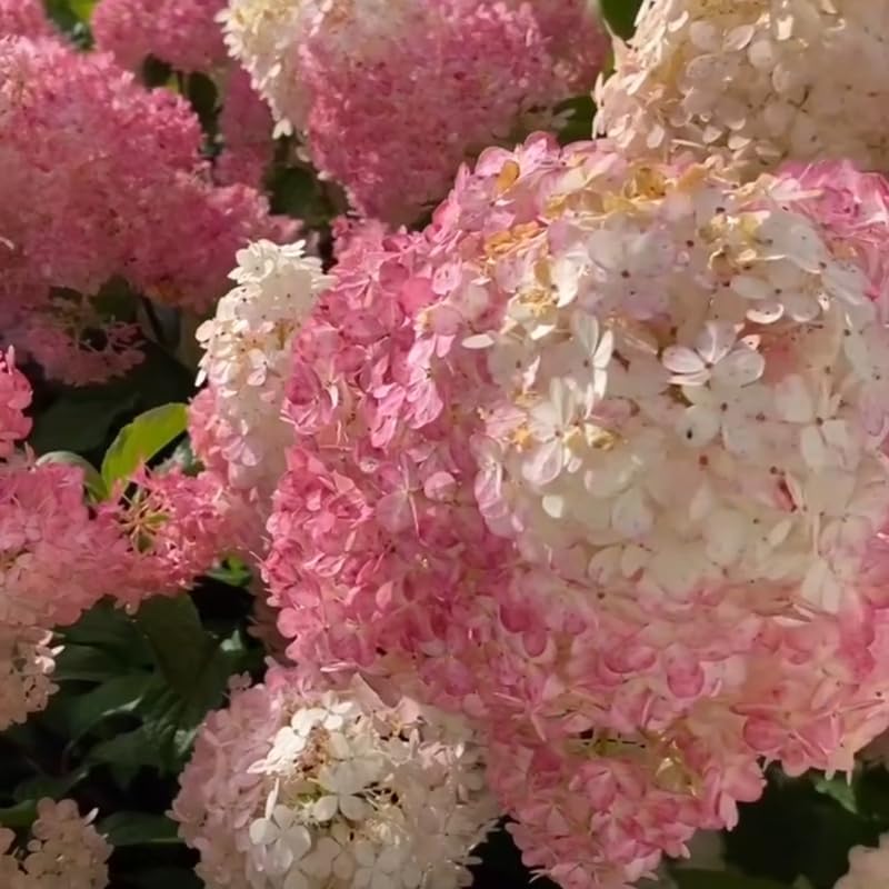 2 Hardy Pee Gee Hydrangea Live Plants | 1-2 Feet Tall Bare Root Seedlings | Paniculata Flowering Shrub | Fast-Growing Tree | Dormant Plant