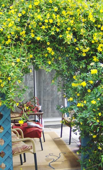 See full amazon price history chart for Dolichandra Cats Claw Creeper Flower Seeds - 25 Seeds - Sow Anytime Dolichandra Cats Claw Creeper Flower Seeds - 25 Seeds - Sow Anytime (B0CCRMNDF9) Amazon Price History, Amazon Price Tracker