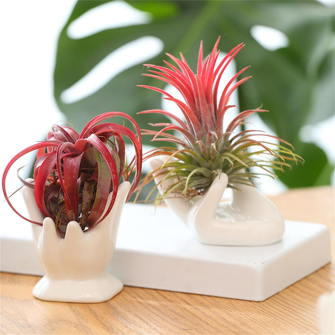 Portapiante In Ceramica A Forma Di Mano - Vaso Miniatura Per Tillandsia, Piante Grasse, Cactus - Decorazione Casa Ufficio, Bianco