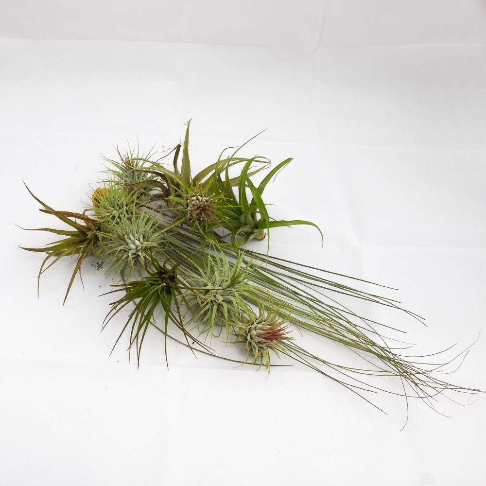 POWERS TO FLOWERS - TILLANDSIA DELL'ARIA, Set 10 Pezzi, Tillandsie, Pianta da Interno, Pianta Vera