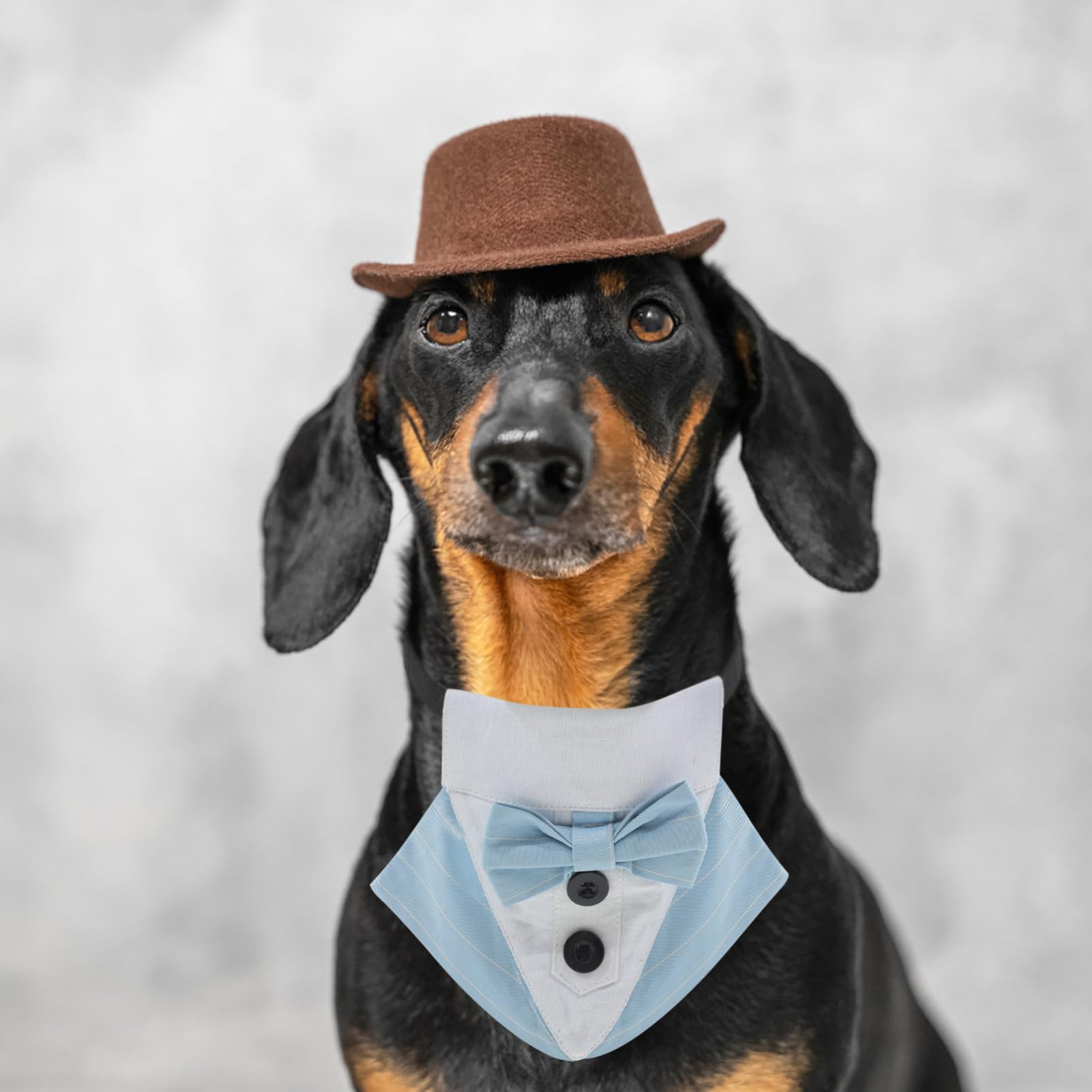 VICASKY 5 Pièces Collier Chien Costume Mariage avec Nœud Bandana Ajustable Polyester pour Chiot Accessoire Élégant pour et Cérémonies Bleu S