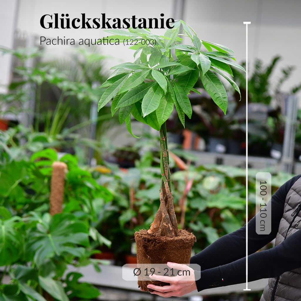 zamioculcas glücksfeder Glücksfeder - Zamioculcas Ø:24 H:90 cm - Pflanzen sicher zu dir nach Hause main image 1