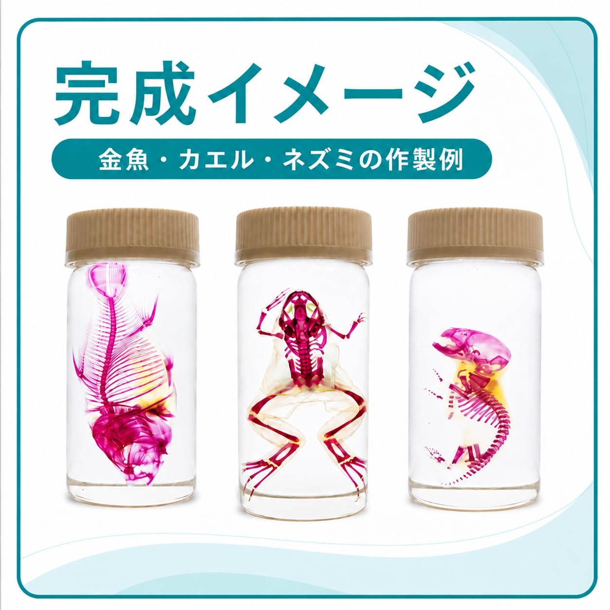 透明標本　カエル Amazon | AQULEAR ミニ透明標本作製キット 中級 全15点 カエル | 透明
